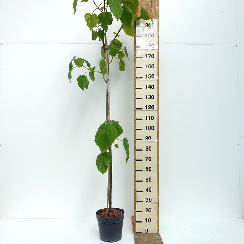 Paulownia tomentosa - Foxglove Tree 7.5L/10L pot sample as delivered in summer