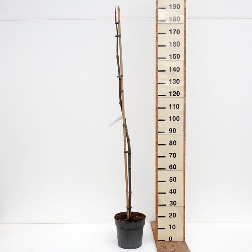 Paulownia tomentosa - Foxglove Tree 7.5L/10L pot sample as delivered in winter