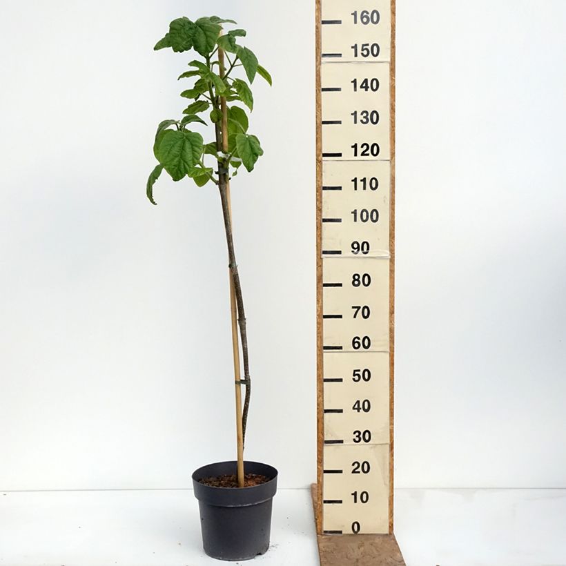 Paulownia tomentosa - Foxglove Tree 7.5L/10L pot sample as delivered in spring