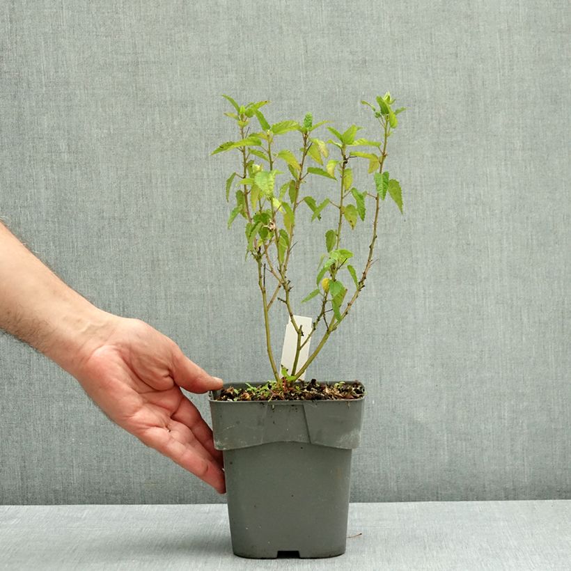 Pavonia Flamboyant® - Rock Rose 2L/3L pot sample as delivered in autumn