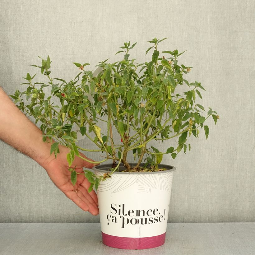 Pavonia Flamboyant® - Rock Rose 4L/5L pot sample as delivered in autumn