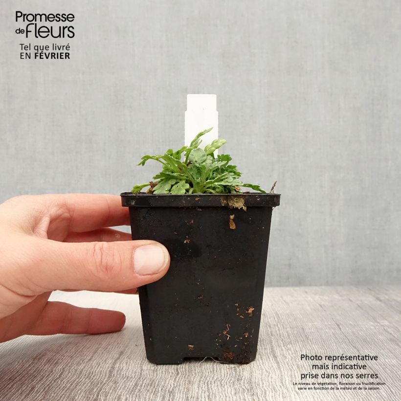 Iceland Poppy Champagne Bubbles Mix 8/9 cm pot sample as delivered in winter