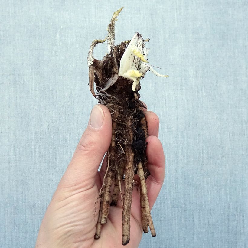 Papaver orientale Manhattan - Oriental Poppy Bare root sample as delivered in winter