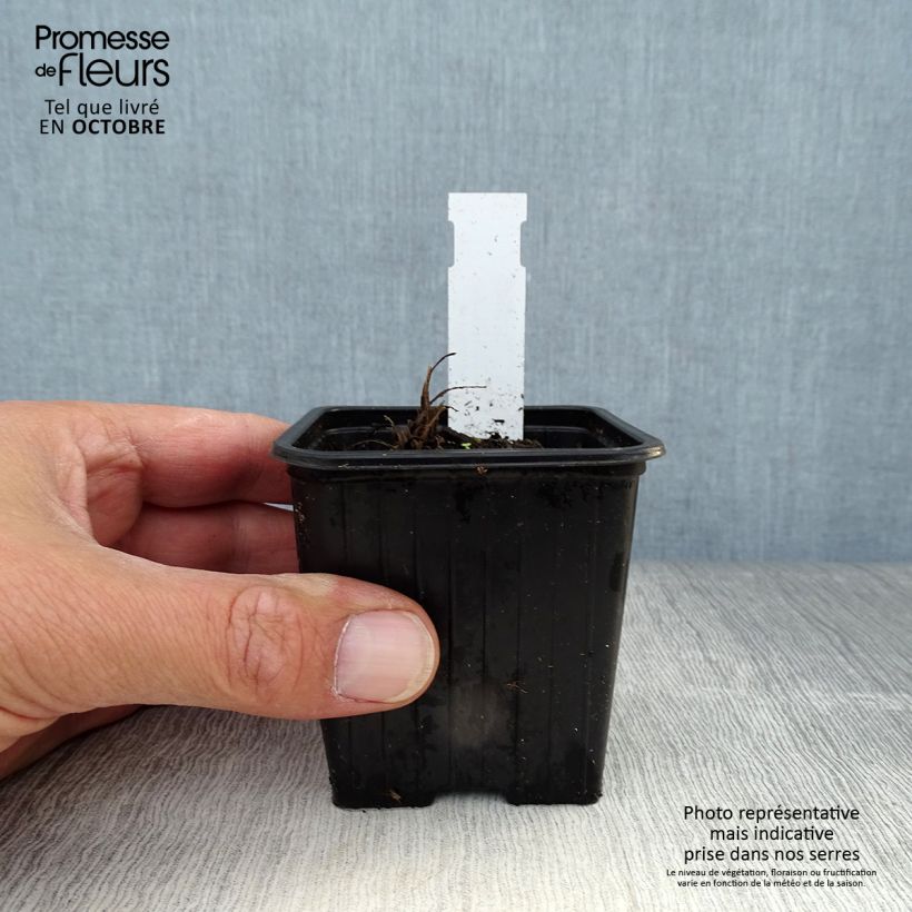 Papaver orientale Harvest Moon - Oriental Poppy 8/9 cm pot sample as delivered in autumn