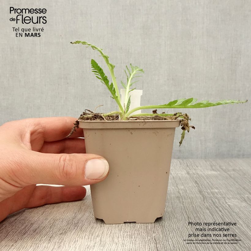 Papaver orientale Helen Elisabeth - Oriental Poppy 8/9 cm pot sample as delivered in spring