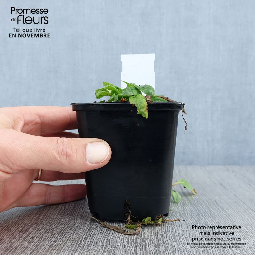 Papaver orientale May Queen - Oriental Poppy 8/9 cm pot sample as delivered in autumn