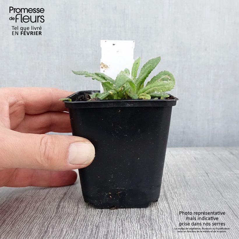 Papaver orientale May Queen - Oriental Poppy 8/9 cm pot sample as delivered in winter