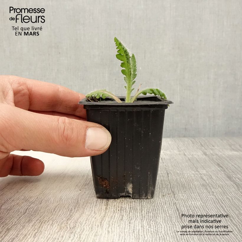 Papaver orientale Prinzessin Victoria Louise - Oriental Poppy 7/8 cm pot sample as delivered in spring