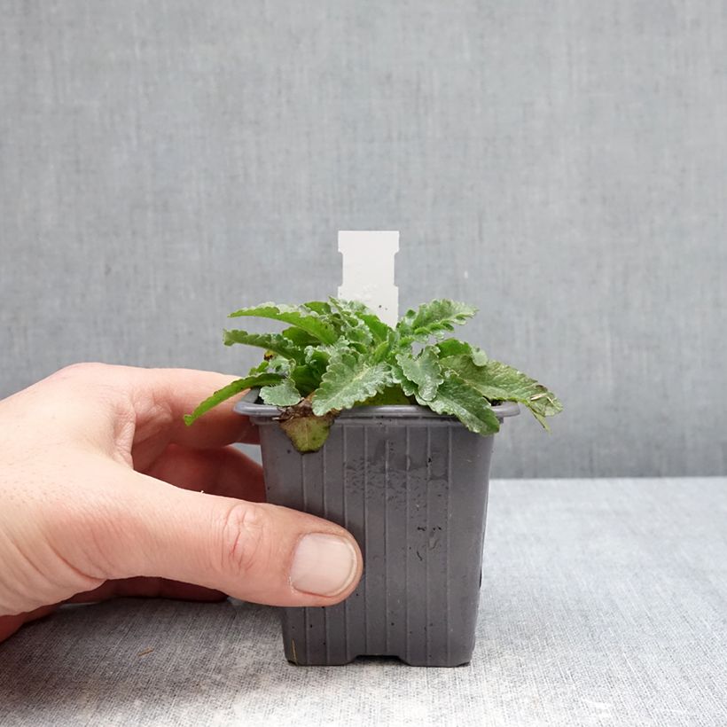 Oriental Poppy Pink Perfection - Papaver orientale 8/9 cm pot sample as delivered in winter