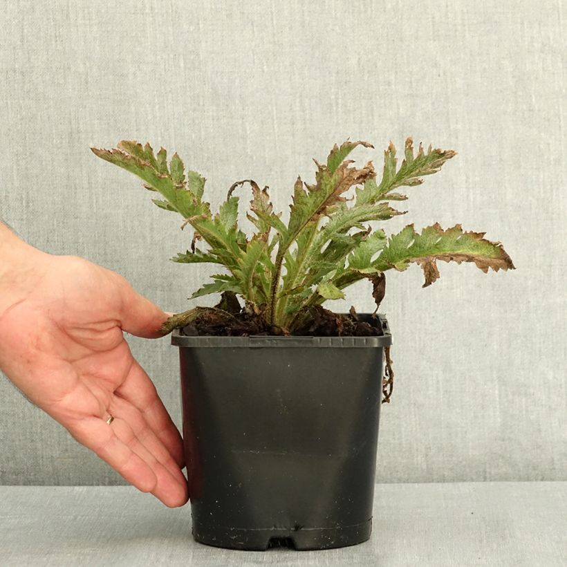 Oriental Poppy Pink Perfection - Papaver orientale 2L/3L pot sample as delivered in summer