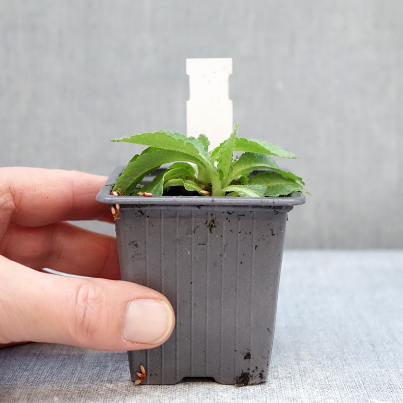 Oriental Poppy Red Rumble - Papaver orientale 8/9 cm pot sample as delivered in winter