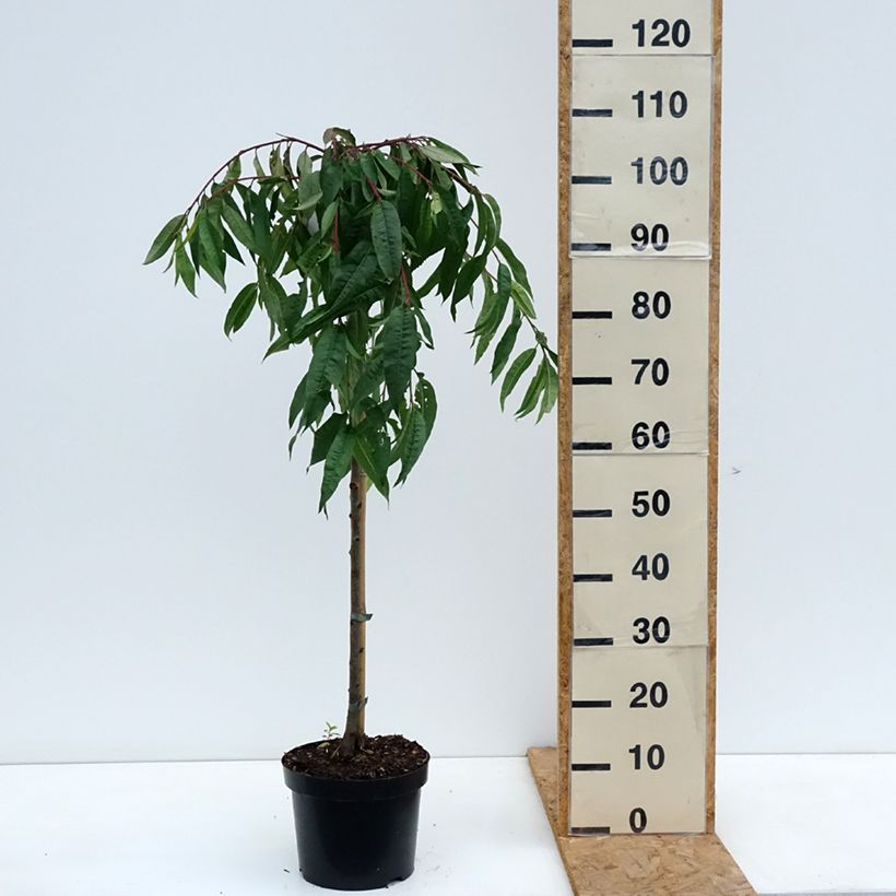 Prunus persica Melred Weeping 4L/5L pot sample as delivered in autumn