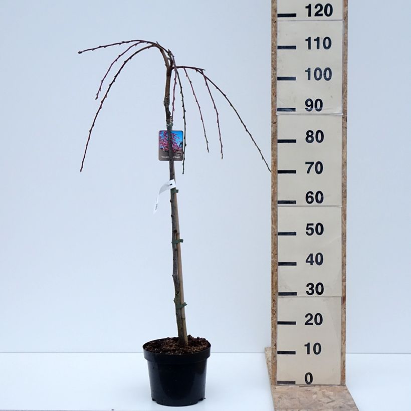 Prunus persica Melred Weeping 4L/5L pot sample as delivered in winter
