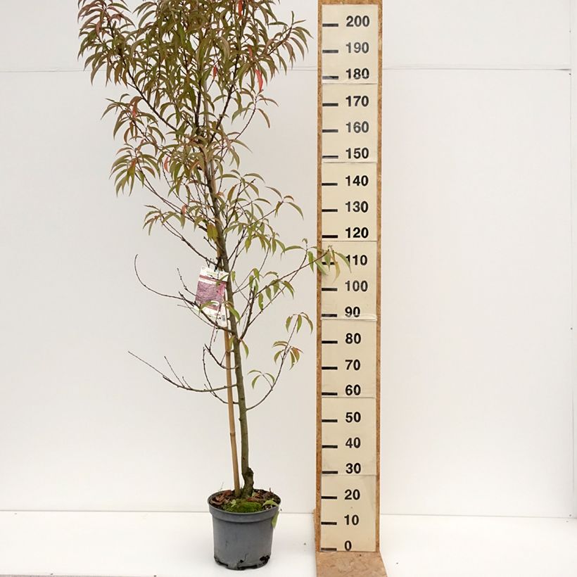Prunus persica Taoflora Pink - Peach Tree 7.5L/10L pot sample as delivered in summer