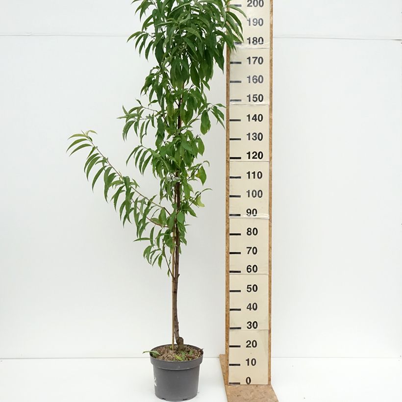 Prunus persica Taoflora Red - Peach Tree 7.5L/10L pot, Sapling sample as delivered in summer
