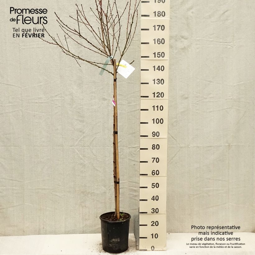 Prunus persica Amsden - Peach Tree 7.5L/10L pot, Half standard sample as delivered in winter