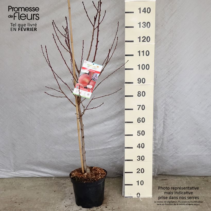Prunus persica Amsden - Peach Tree 7.5L/10L pot, Goblet sample as delivered in winter