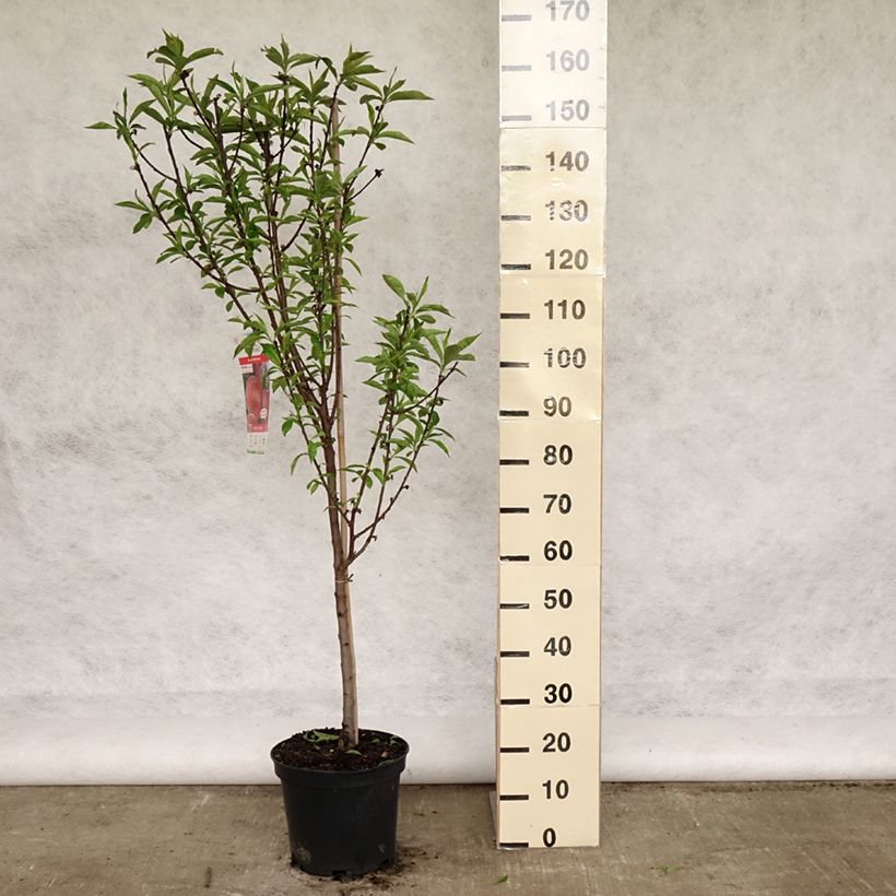 Prunus persica Amsden - Peach Tree 7.5L/10L pot, Goblet sample as delivered in spring