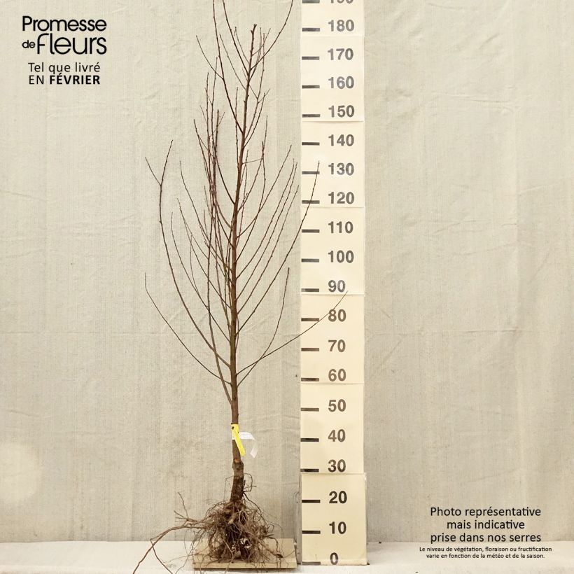 Prunus persica Amsden - Peach Tree Bare root, Goblet sample as delivered in winter