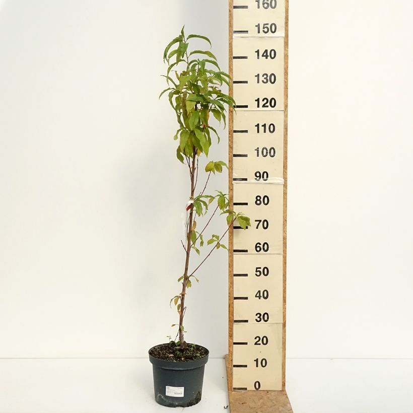 Prunus persica Amsden - Peach Tree 7.5L/10L pot, Goblet sample as delivered in summer