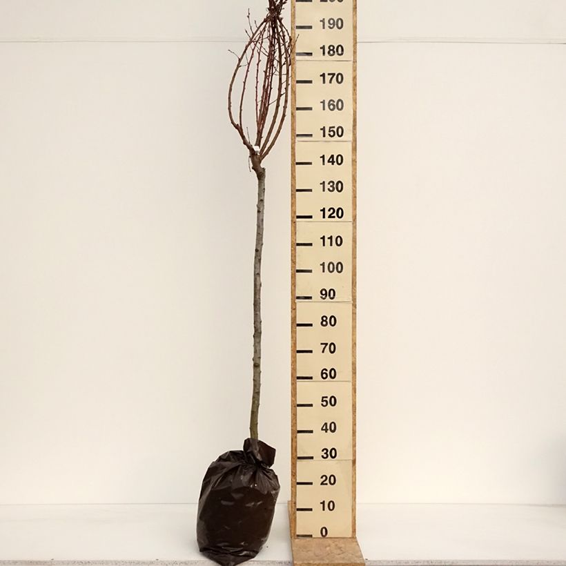 Prunus persica Andromeda - Peach Tree Ready-to-plant root ball, Half standard sample as delivered in spring