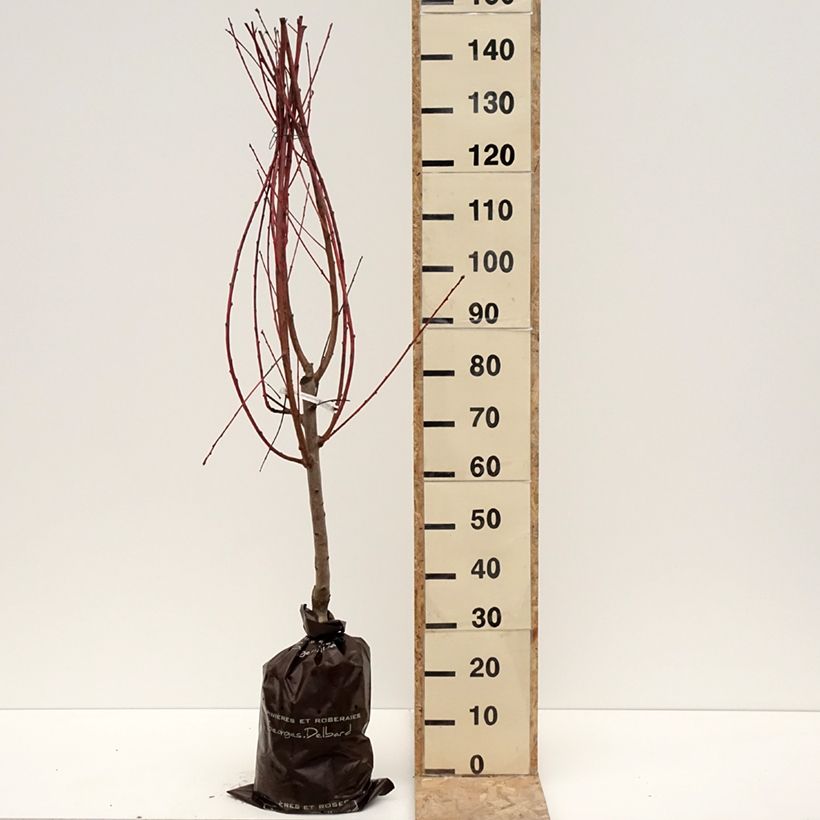 Prunus persica Andromeda - Peach Tree Ready-to-plant root ball, Goblet sample as delivered in winter