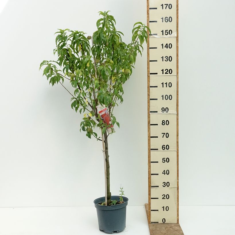 Prunus persica Charles Ingouf - Peach Tree 7.5L/10L pot, Goblet sample as delivered in summer