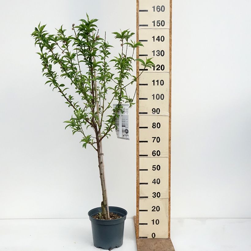 Prunus persica Charles Ingouf - Peach Tree 7.5L/10L pot, Goblet sample as delivered in spring