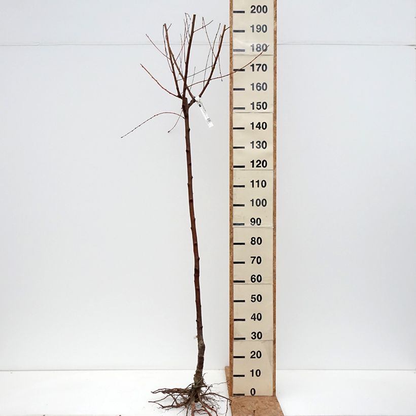 Prunus persica Charles Ingouf - Peach Tree Bare root, Half standard sample as delivered in winter