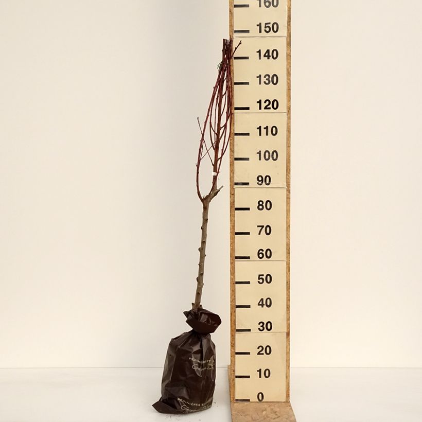 Prunus persica White Vine Peach - Vineyard Peach Tree Ready-to-plant root ball, Goblet sample as delivered in spring