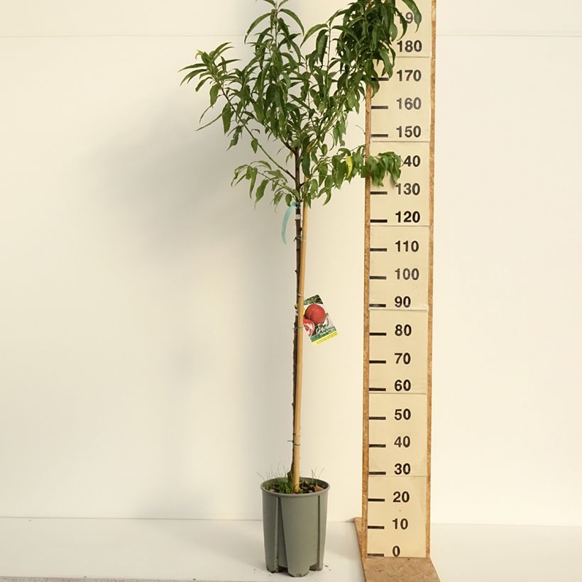 Prunus persica White Vine Peach - Vineyard Peach Tree 7.5L/10L pot, Half standard sample as delivered in summer