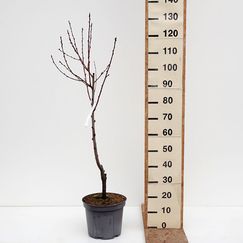 Prunus persica White Vine Peach - Vineyard Peach Tree 7.5L/10L pot, Goblet sample as delivered in winter