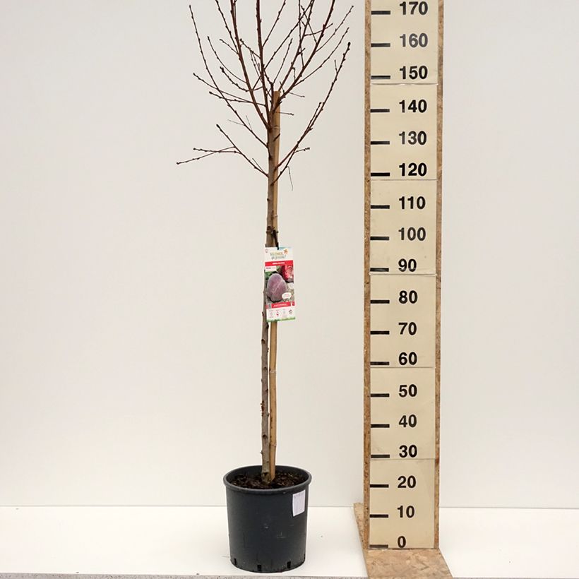 Prunus persica Vigne jaune - Vineyard Peach tree 7.5L/10L pot, Goblet sample as delivered in winter
