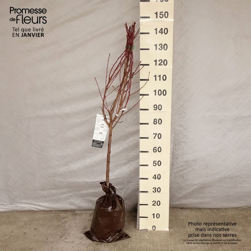 Prunus persica Blood Peach - Vineyard Peach Ready-to-plant root ball, Goblet sample as delivered in winter
