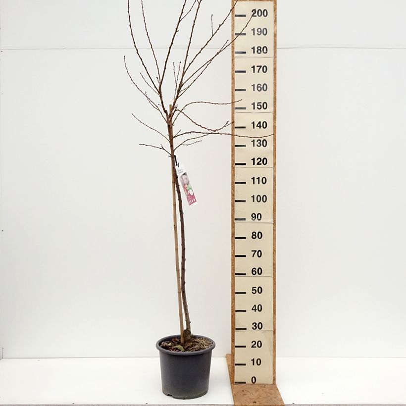 Prunus persica Blood Peach - Vineyard Peach 7.5L/10L pot, Goblet sample as delivered in autumn