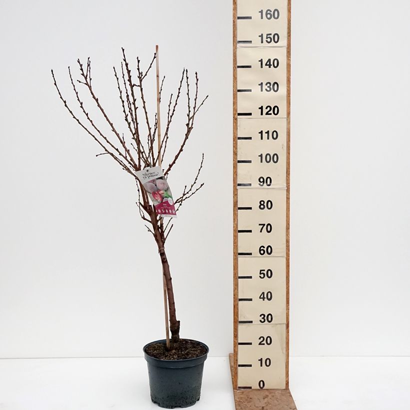 Prunus persica Blood Peach - Vineyard Peach 7.5L/10L pot, Goblet sample as delivered in winter