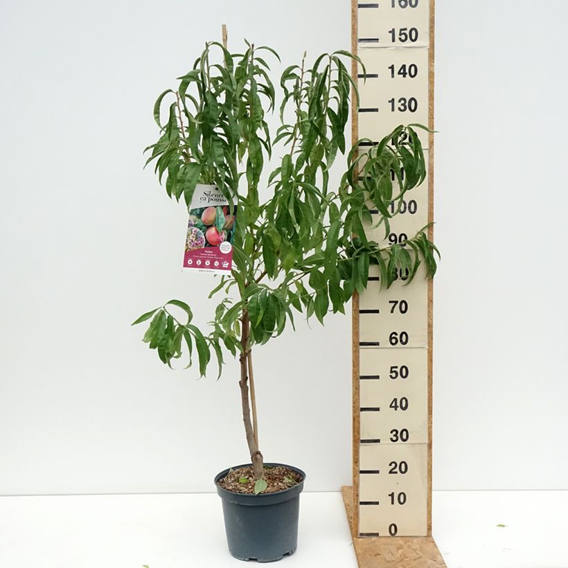 Prunus persica Grosse Mignonne - Peach Tree 7.5L/10L pot, Goblet sample as delivered in summer