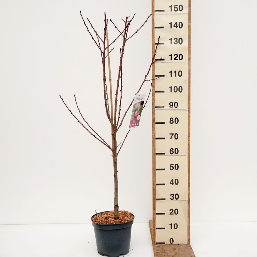 Prunus persica Grosse Mignonne - Peach Tree 7.5L/10L pot, Goblet sample as delivered in winter
