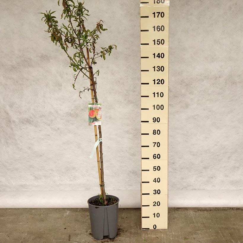 Prunus persica J.H. Hale - Peach Tree 7.5L/10L pot, Half standard sample as delivered in spring