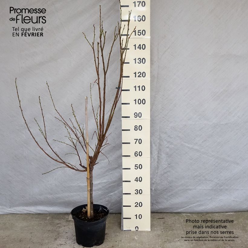Prunus persica Michelini - Peach Tree 7.5L/10L pot, Goblet sample as delivered in winter