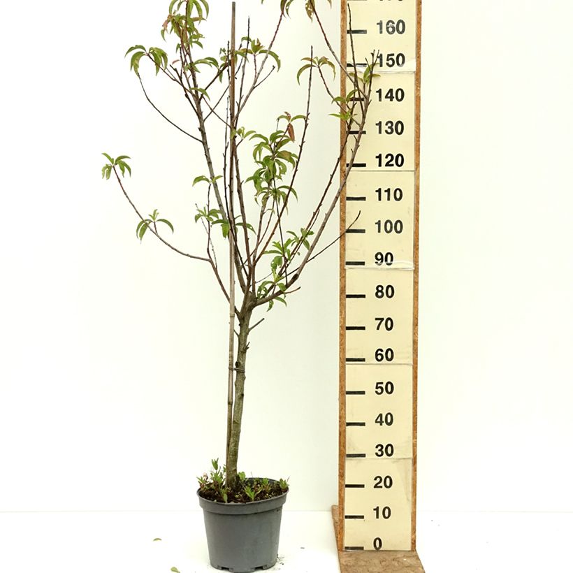 Prunus persica Michelini - Peach Tree 7.5L/10L pot, Goblet sample as delivered in summer