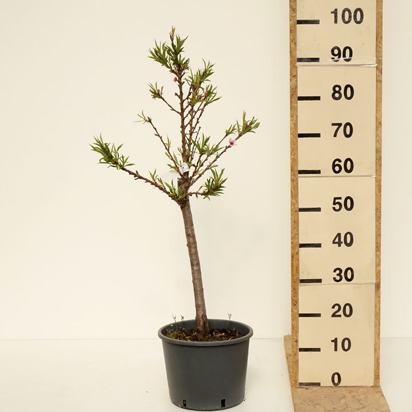 Prunus persica Bonanza - Dwarf Peach Tree 7.5L/10L pot, Quarter standard sample as delivered in spring