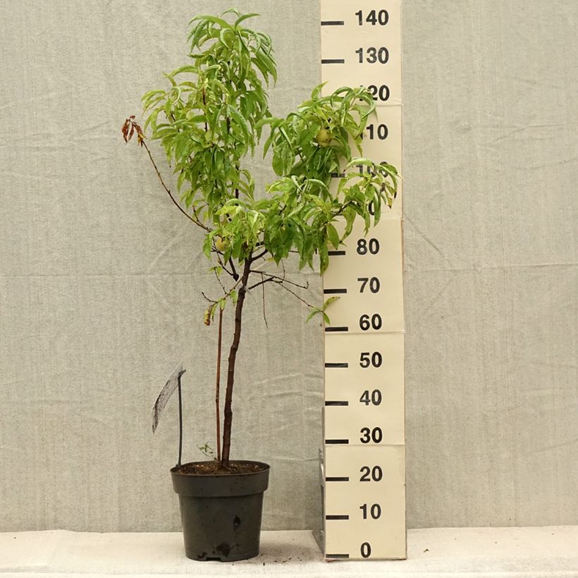 Prunus persica Ice Peach - Dwarf Peach Tree 7.5L/10L pot, Quarter standard sample as delivered in summer