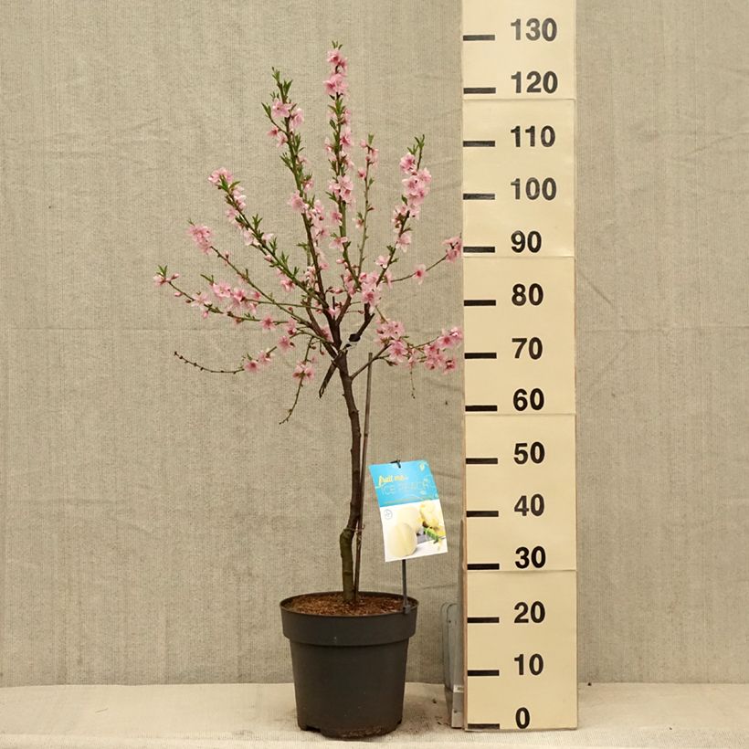 Prunus persica Ice Peach - Dwarf Peach Tree 7.5L/10L pot, Quarter standard sample as delivered in spring