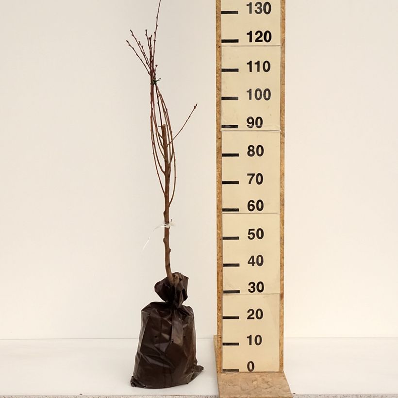 Prunus persica Orlandine - Peach Tree Ready-to-plant root ball, Goblet sample as delivered in spring