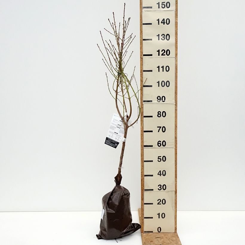 Prunus persica Orlandine - Peach Tree Ready-to-plant root ball, Goblet sample as delivered in autumn