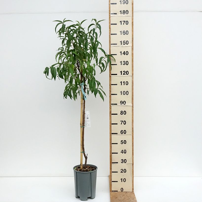 Prunus persica Platicarpa bianca - Flat Peach tree 7.5L/10L pot, Half standard sample as delivered in summer