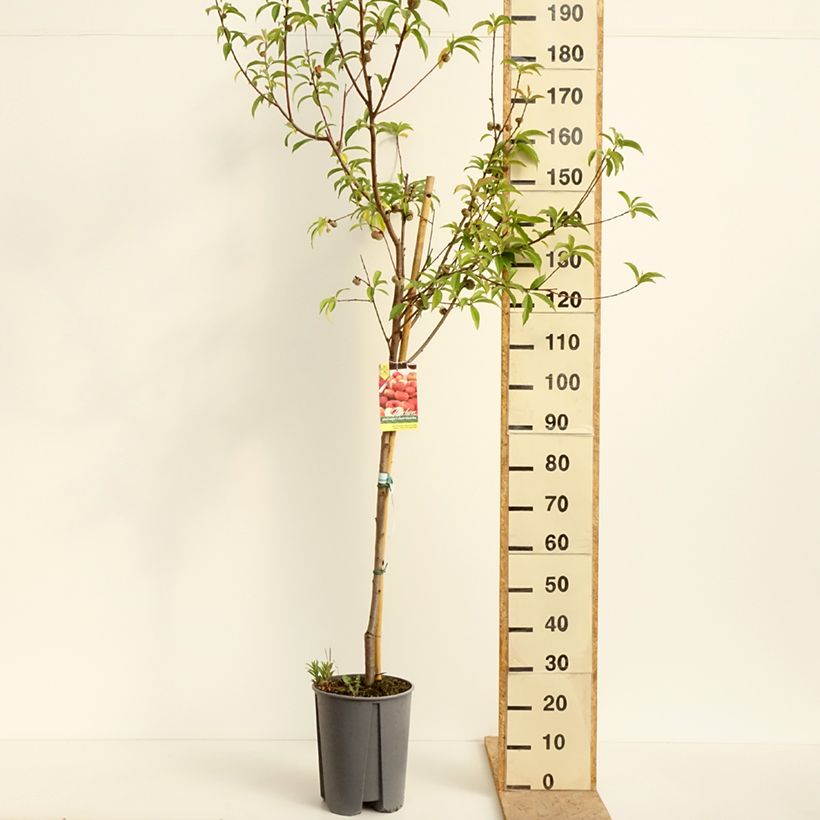 Prunus persica Platicarpa bianca - Flat Peach tree 7.5L/10L pot, Half standard sample as delivered in spring