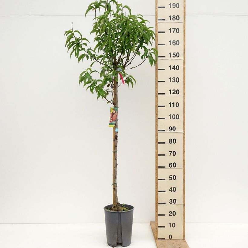 Prunus persica Sanguine - Peach Tree 7.5L/10L pot, Half standard sample as delivered in spring