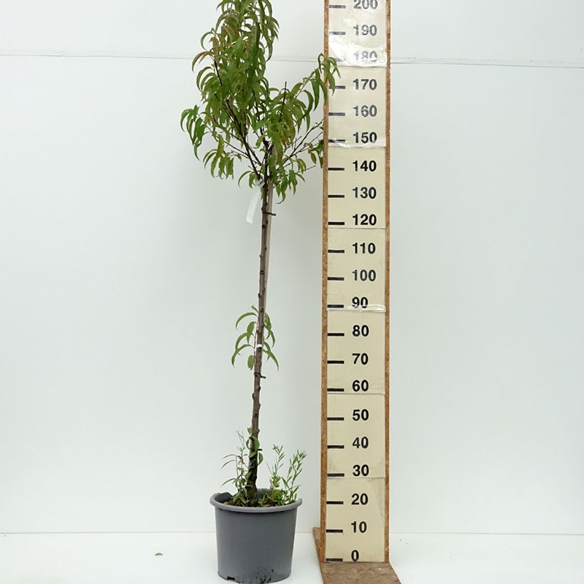 Prunus persica Sanguine - Peach Tree 7.5L/10L pot, Half standard sample as delivered in summer